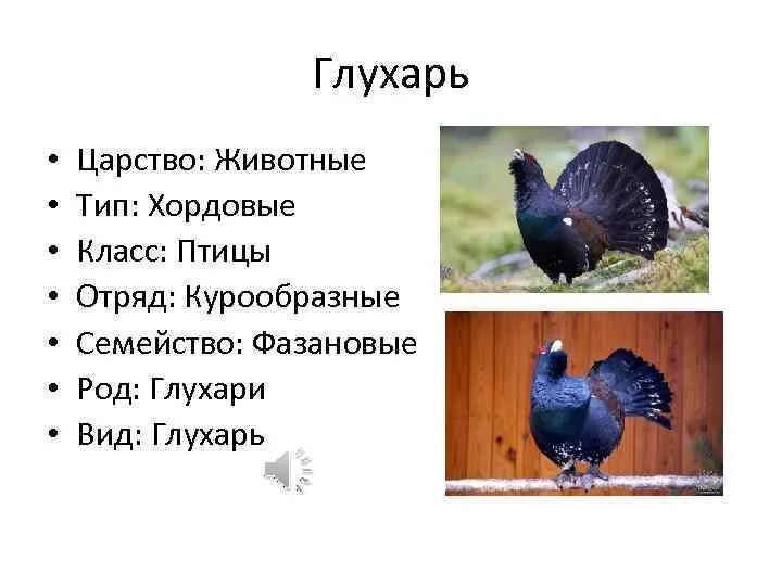 Птицы класс отряд семейство. Царство Тип класс отряд вид глухаря. Царство Тип класс отряд вид птиц. Вид класс семейство род у птиц. Систематика глухаря.