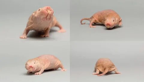 Животное которое не болеет