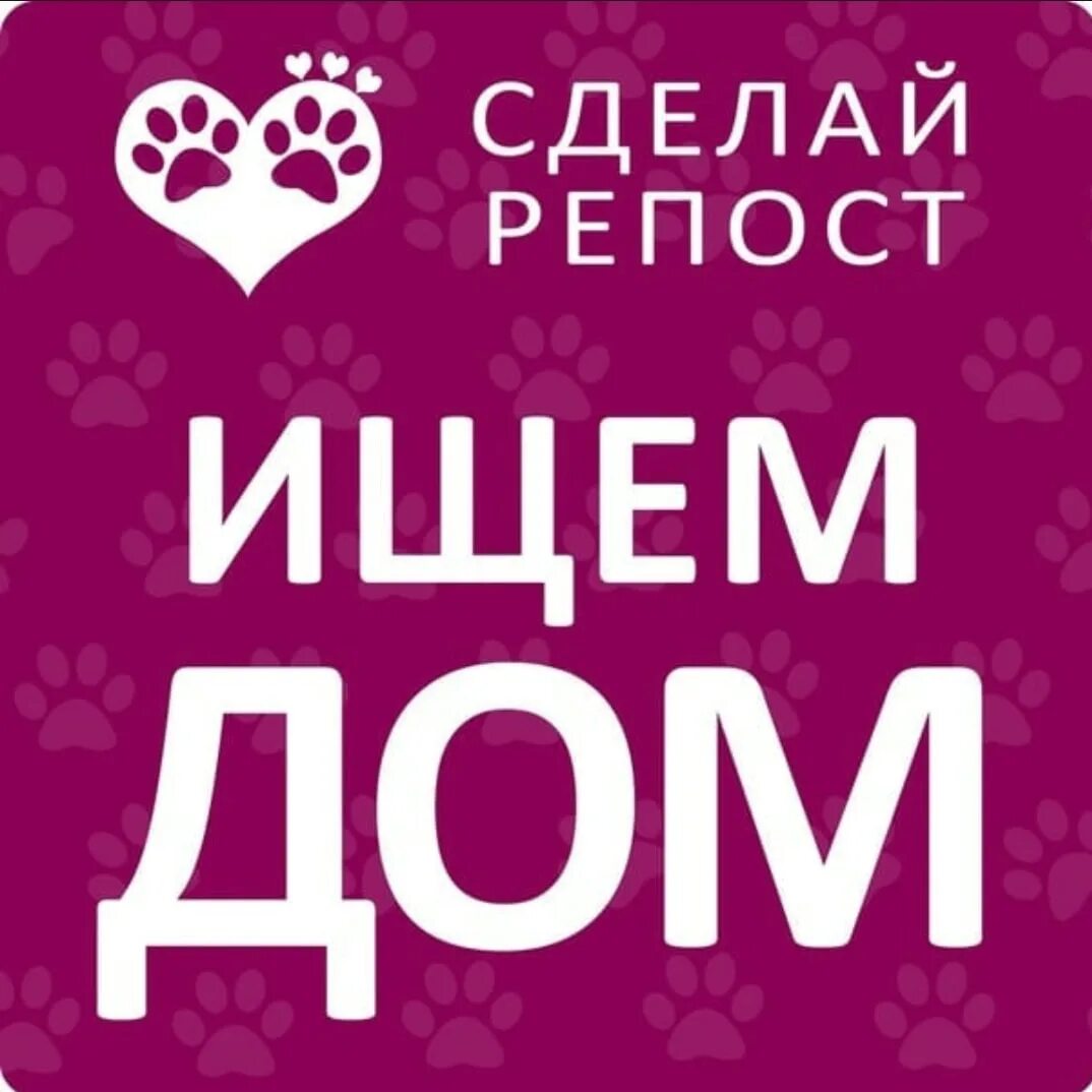 Ищу дом. Очень нужен дом собаке. Перепост нужен дом. Срочно ищем дом.