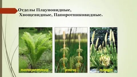Папоротниковидные плауновидные хвощевидные конспект