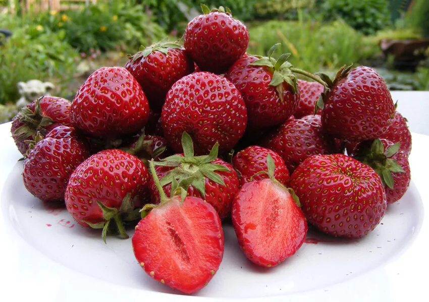 Клубника лоран f1. Земляника сорт урожайная цгл. Земляника урожайная цгл. Виктория ремонтантная сорта. Плодоносящие сорта клубники.