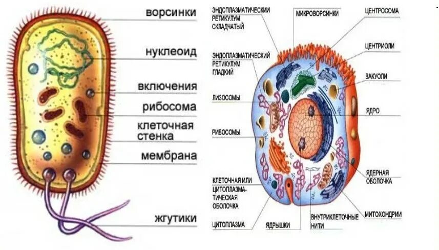 Прокариотические клетки и эукариотические клетки. Строение эукариотической клетки включения. Строение прокариотической и эукариотической клеток. Строение эукариотической клетки и прокариотической клетки. Цитоплазма прокариотическая клетка