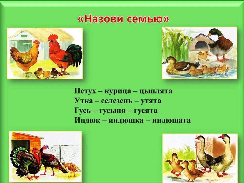 Тема домашние птицы. Картотека для детей дошкольного возраста. Домашние животные для дошкольников. Курочка петушок и цыплята. Конспект занятия домашние животные и птицы.