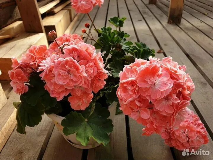 Novis hanna. Pg za novis hanna пеларгония. Pelargongaragets hanna пеларгония. Пеларгония ханна новис. Novis hanna.