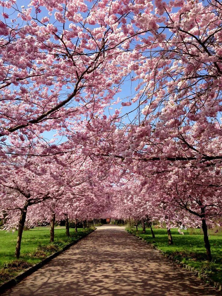 Cherry blossom отзывы. Черри блоссом дерево. Сакура черри блоссом дерево. Аллея Сакуры. Японская вишня дерево.