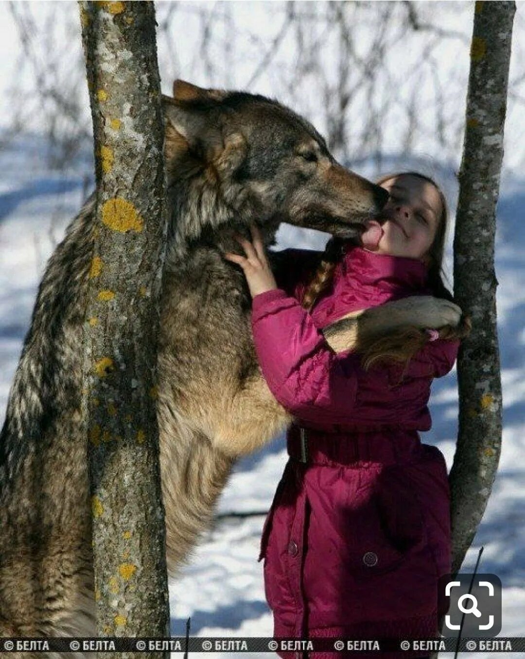 Самой большой волк в мире. Одомашненный волк.