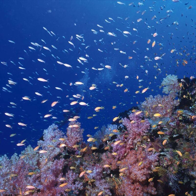 70 океана занимает. Дно океана. Океан. Красное море живые обои. Большие рыбы в океане.