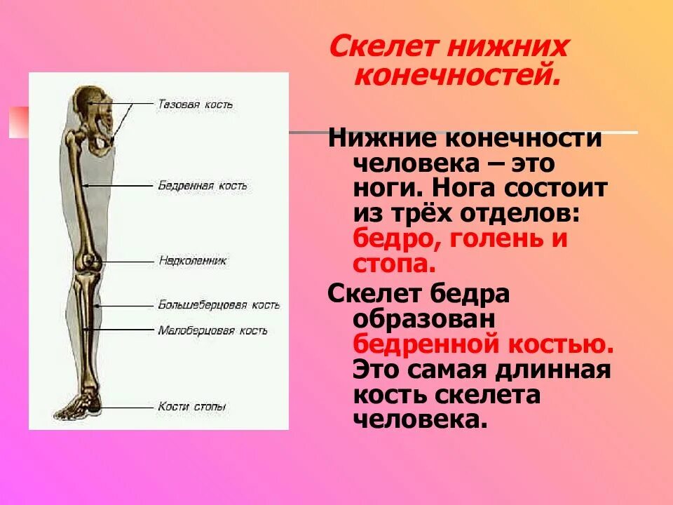 7 скелет конечностей. Строение скелета нижних конечностей. Скелелет нижней конечности. Скелет нижнихонечностей. Строение нижней конечности.