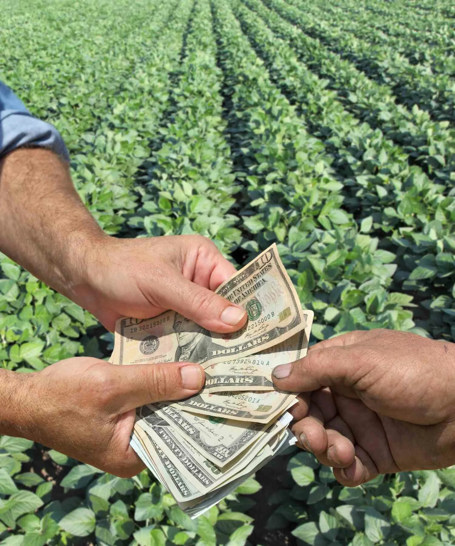 Money farmer. Изъятие земельного участка. Денежный фермер. Money farmer. Кукурузное поле человек.