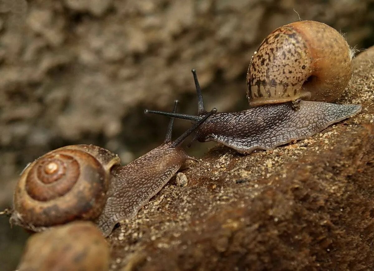 Улитки Теодоксусы. Euglandina rosea улитка. Улитка Rhinocochlis nasuta.. Улитка биомфолария.