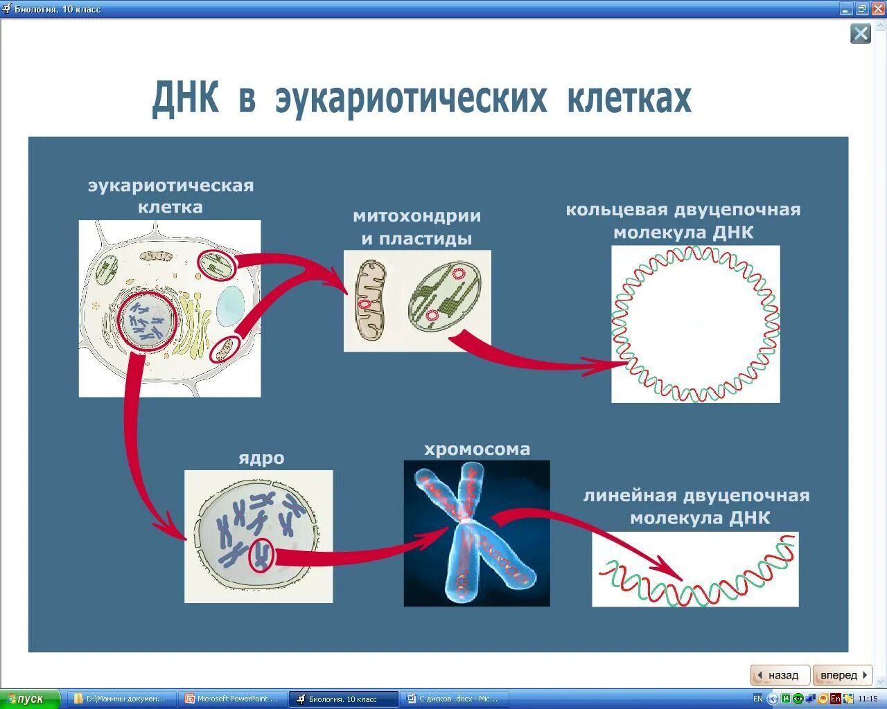 В клетках прокариот днк. Линейная молекула ДНК У эукариот. Структура ДНК эукариотической клетки. ДНК В прокариотической клетке и эукариотической. Строение ДНК эукариот.