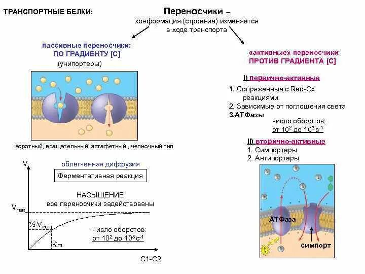 Транспорт через белки переносчики. Белковые каналы и белки переносчики биохимия. Белки переносчики. Белки переносчики мембраны примеры. Белки переносчики.