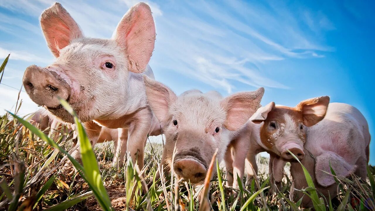 Поросята на ферме. Поросята отъемыши. Поросята. Животноводство свинья. Свиноводство в скотоводство.