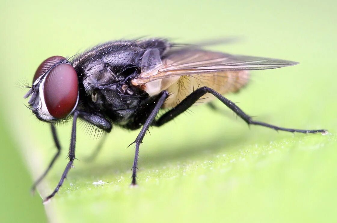 Что такое fly. Муха (насекомое) Двукрылые. Musca domestica комнатная Муха. Круглошовные Двукрылые. Короткоусые Двукрылые.