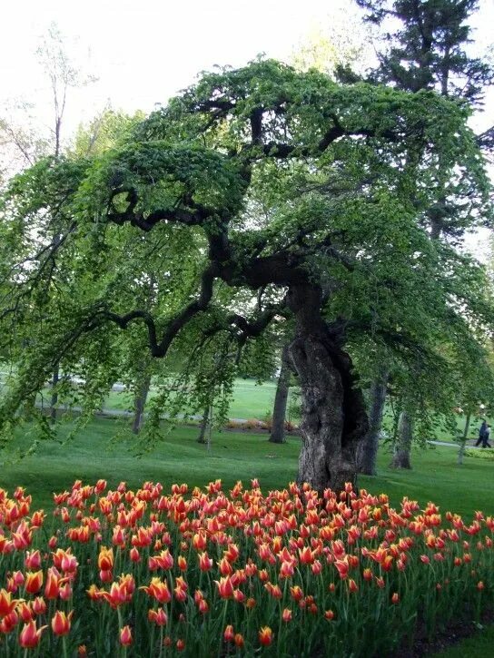 My tree garden. Дерево tamanu tree. красивые деревья для сада. красивые декоративные деревья. садовые цветущие деревья.