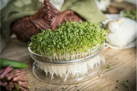 Микрозелень из гречки