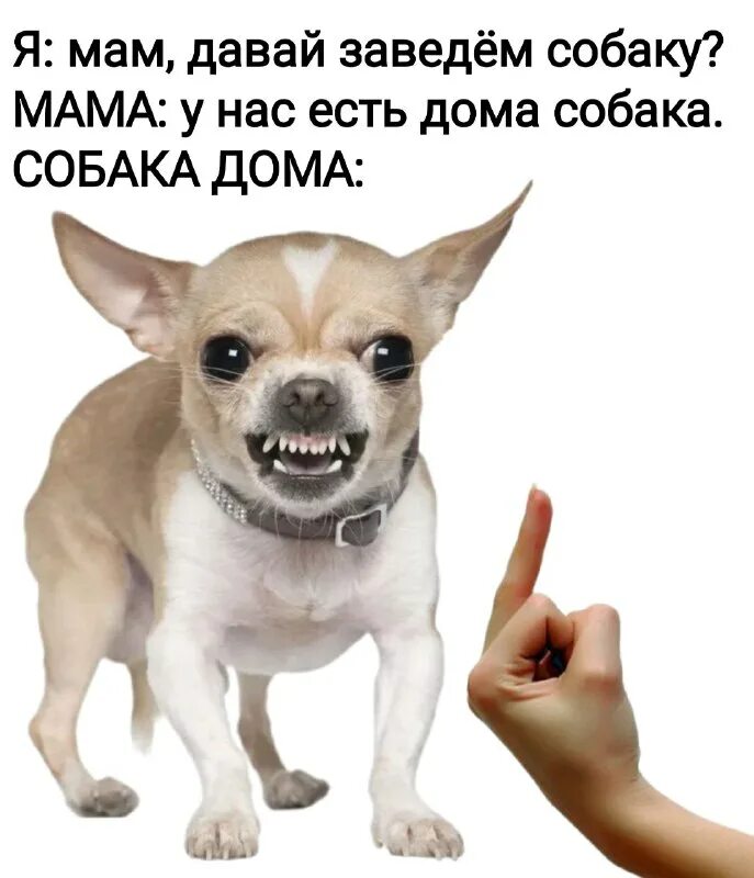 директор твоего очка