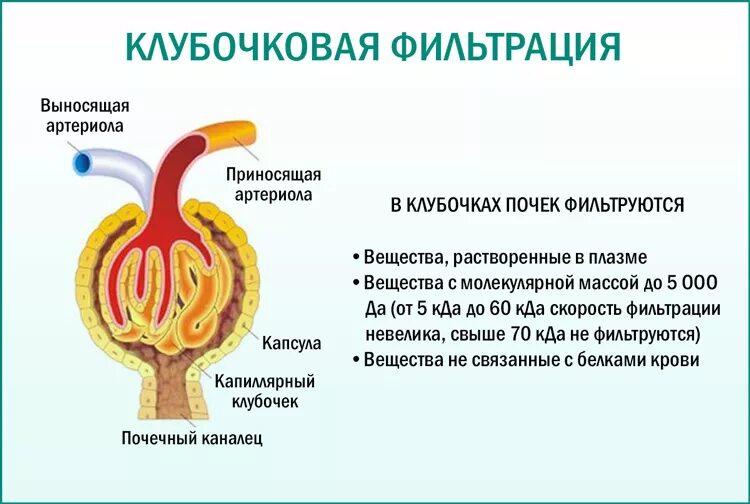 Какую кровь фильтруют почки. Механизм клубочковой фильтрации схема. Клубочковая фильтрация почек. Скорость фильтрации клубочков почек. Схема фильтрационной функции почек.