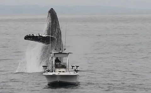 AK Once in a lifetime footage captures the breathtaking moment when a giant humpback whale leaps out of the water beside a fishing boat, leaving tourists in awe and exhilaration, tinged with a hint of fear.