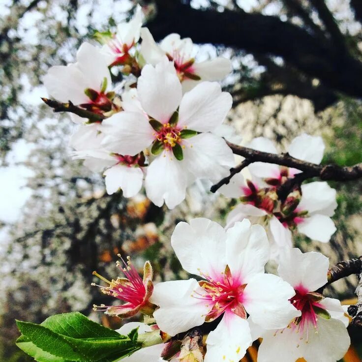 Almond blossom. Limantis Almond Blossom. Victoria's fleur Almond Blossom. Blossoming Almond Tree. Sweet Almond Blossom.