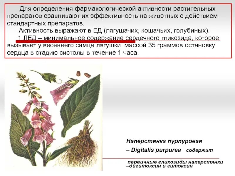 Определить активность препарата. Препараты листьев наперстянки пурпурной. Препараты наперстянки сердечные гликозиды. Гликозиды наперстянки пурпурной. Сердечный гликозид наперстянки пурпурной.