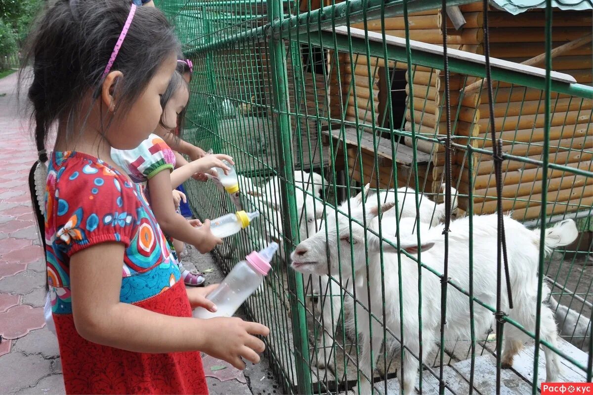 Контактный зоопарк на калужском шоссе. Зоопарк репортаж. Зоопарк старый оскол. Зоопарк репортаж. Зоопарк в троицке.
