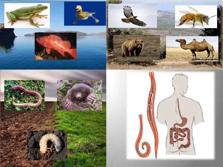 Среды обитания живых организмов. Обитатели разных сред. Животные в среде обитания. Среды жизни животных.