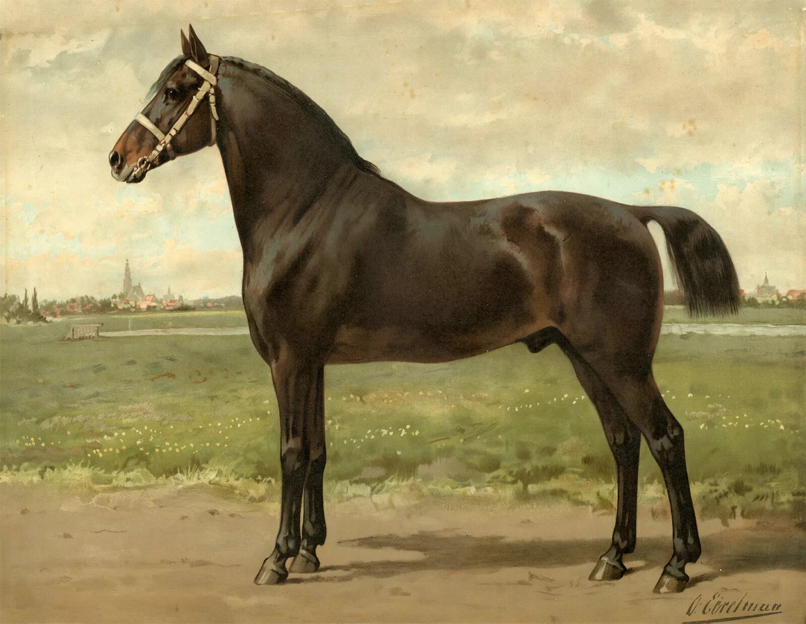 Гельдерлендская порода лошадей. Порода лошадей Гронинген. Гронингенская порода лошадей. Голландская теплокровная порода лошадей. Книга черный конь