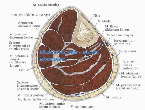 Мышцы голени анатомия поперечный срез. Поперечный срез голени в верхней трети. Переднее мышечно-фасциальное ложе голени. Переднее и Латеральное фасциальное ложе голени.