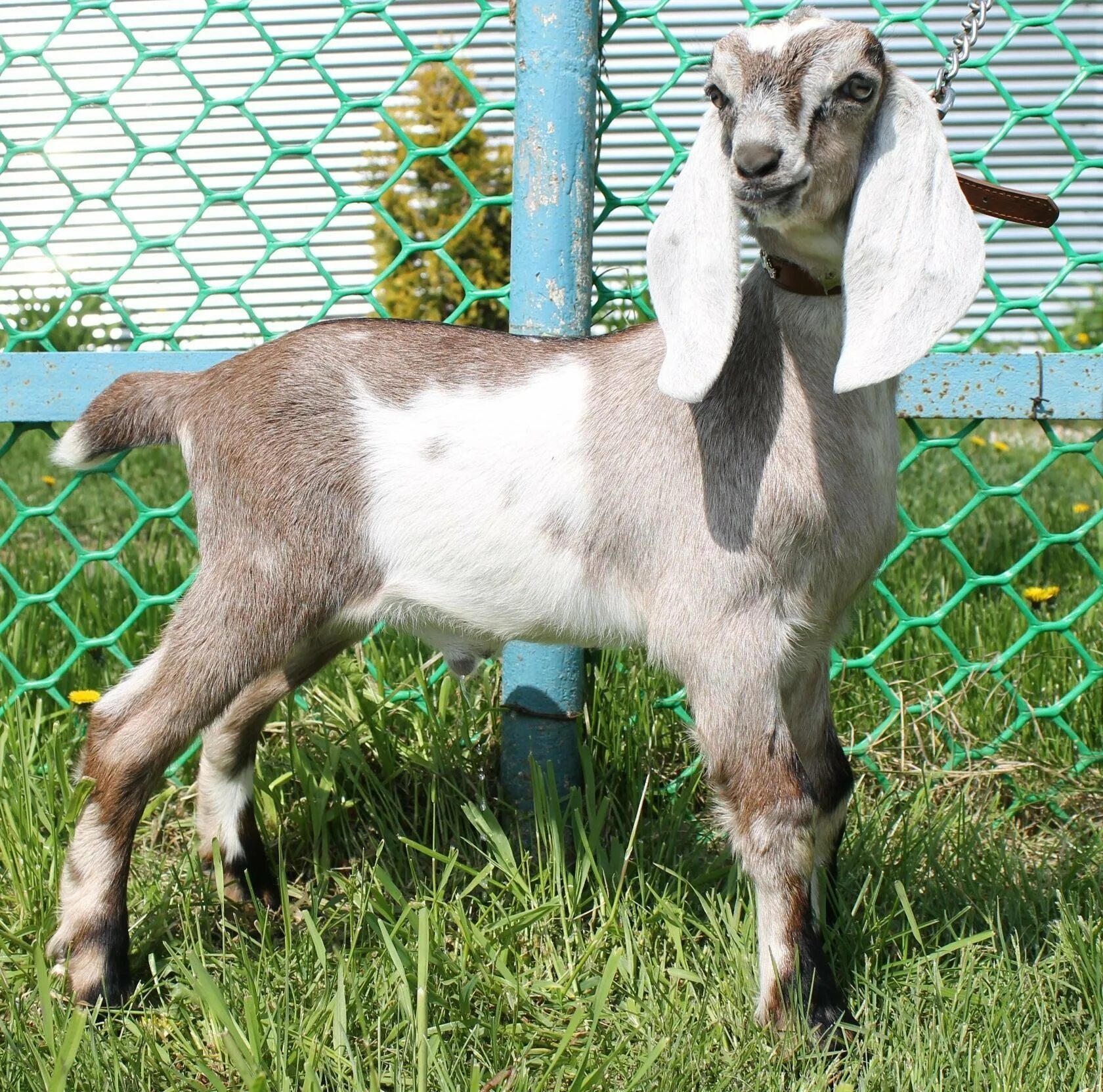 Ушами порода козы. Дамасская коза Шами. Козы породы Шами. Нубийские козы Шами. Дамасский козел породы Шами.