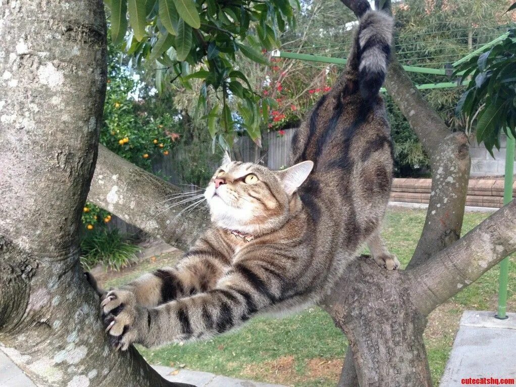 Почему коты лазит