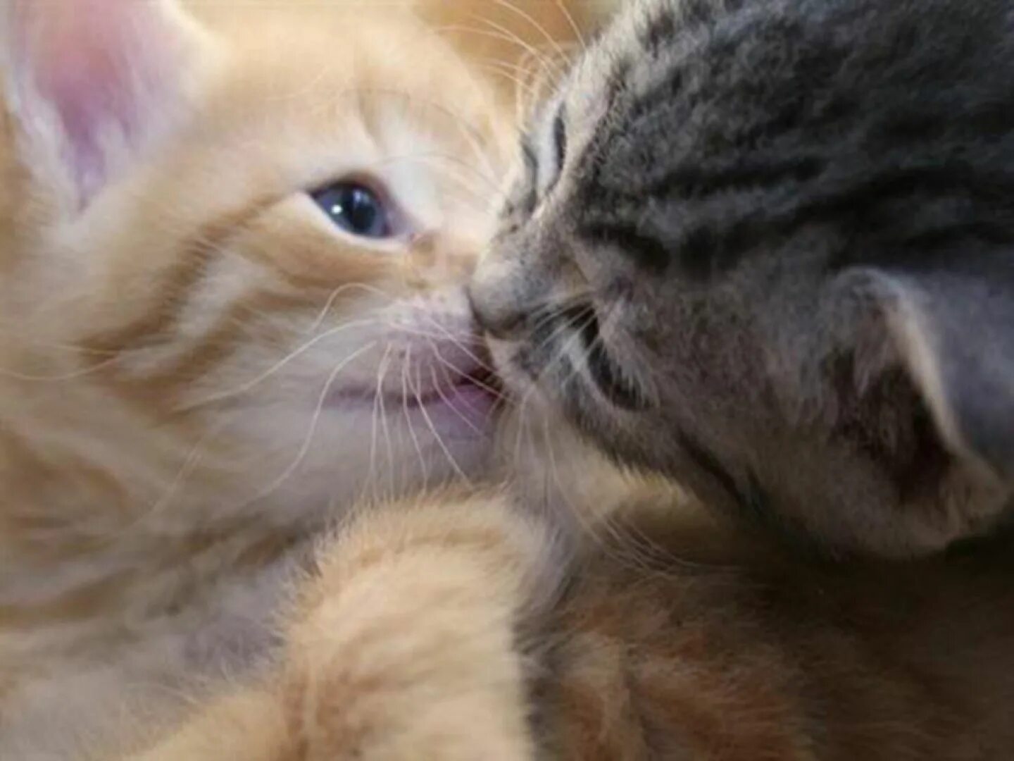Картинки кошек. Котёнок. Ты мой хороший котик. Любимому котику. Ты мой хороший котик.