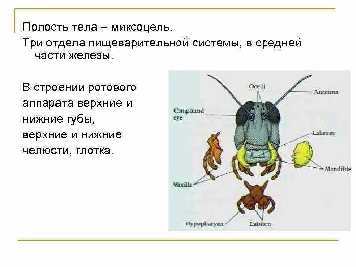 Строение ротовых органов насекомых. Двукрылые строение ротового аппарата. типы ротовых аппаратов насекомых. ротовые аппараты. грызущий тип ротового аппарата насекомых.
