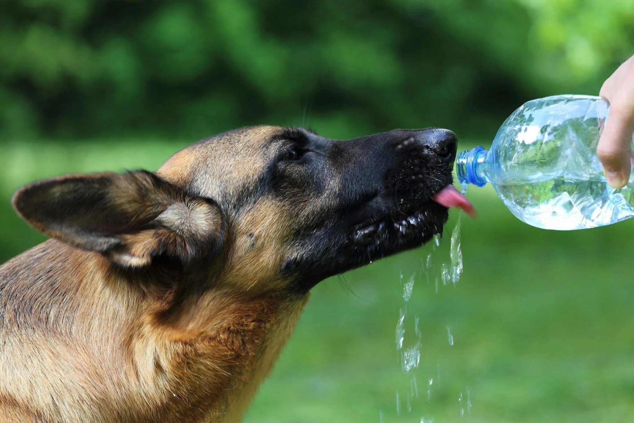 Собака пьющая кровь. Собака пьет воду. Животные пьющие воду. Лето животные. Собака жара.