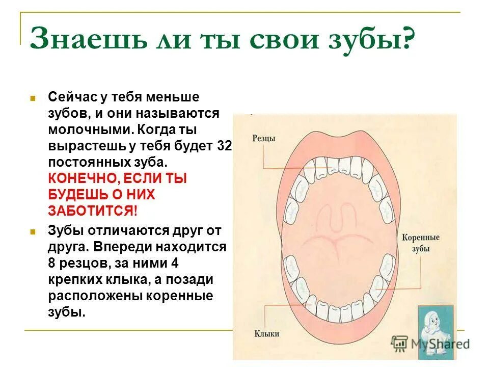 Почему зубы отличаются