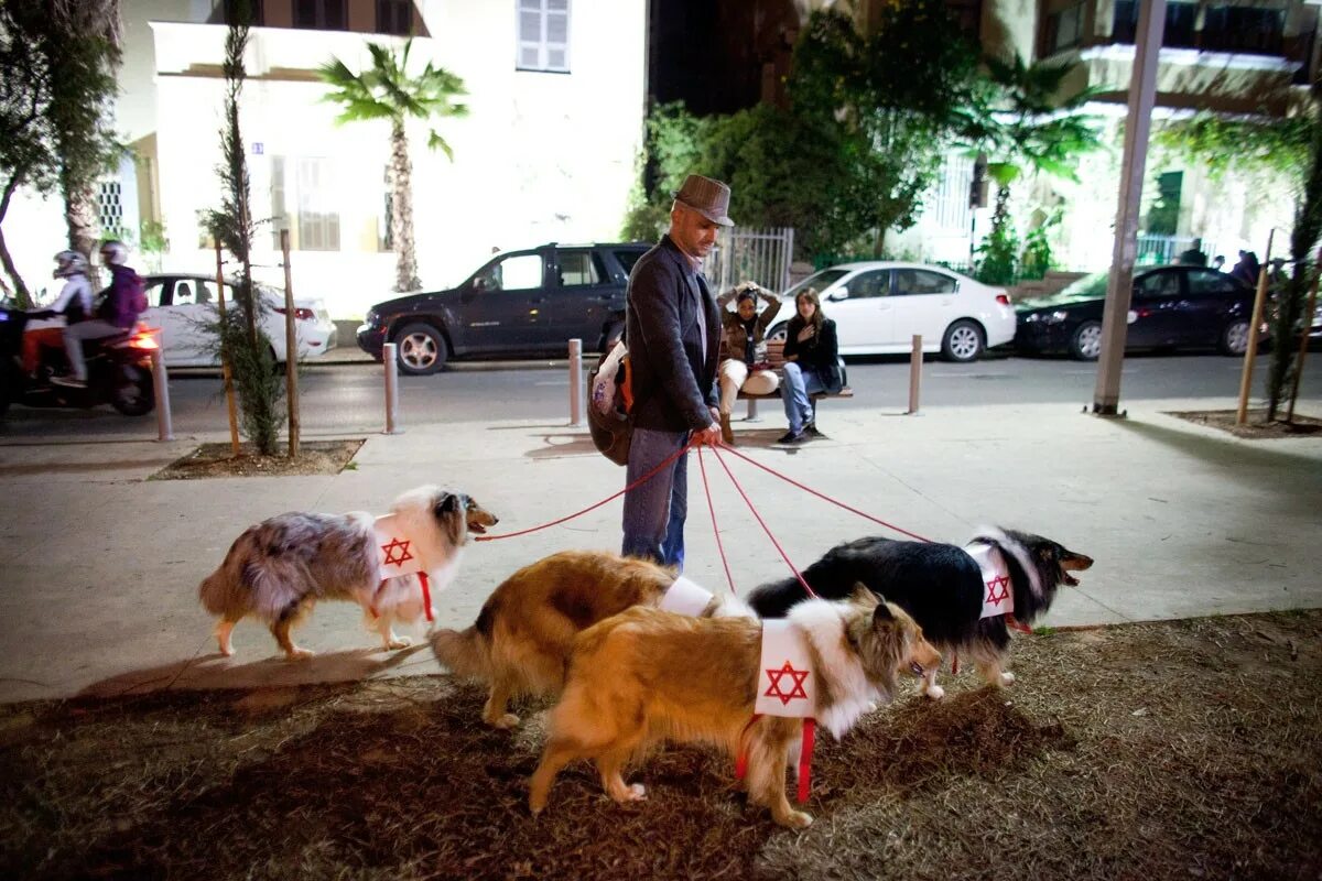 Бродячие собаки. Собака красивая в городе. Дикие собаки в городе. Город собак 1. Город собак 1.