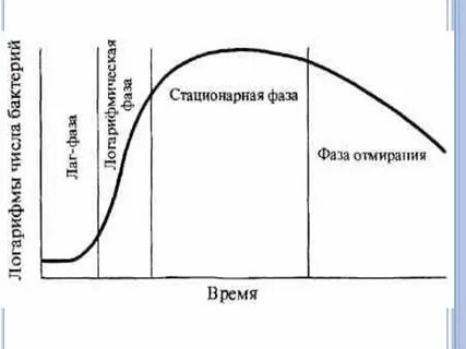 Феномен фазы