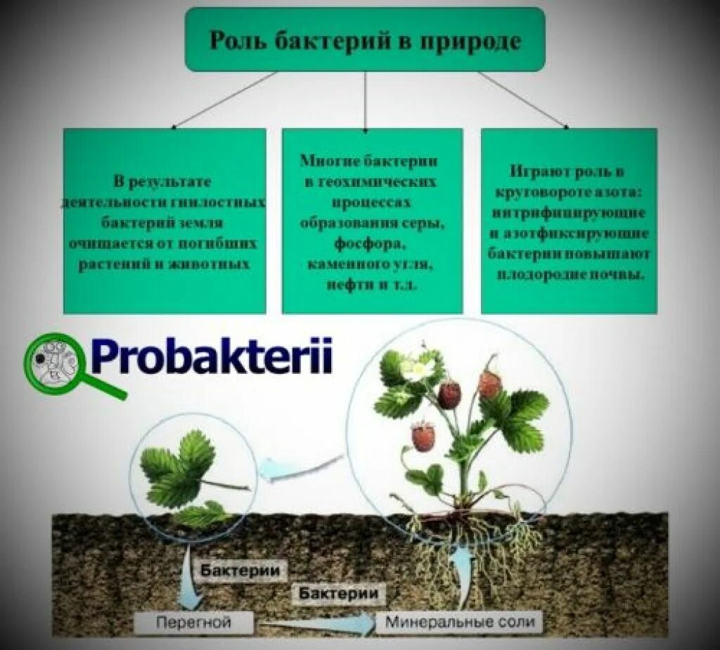 Какую роль бактерии играют в природе 7. Схема роль бактерий в природе и жизни человека 5 класс биология. Роль бактерий в жизни растений и человека. Роль бактерий в природе и жизни человека. Роль бактерий в природе.