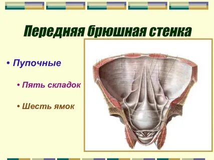 Задняя брюшная стенка