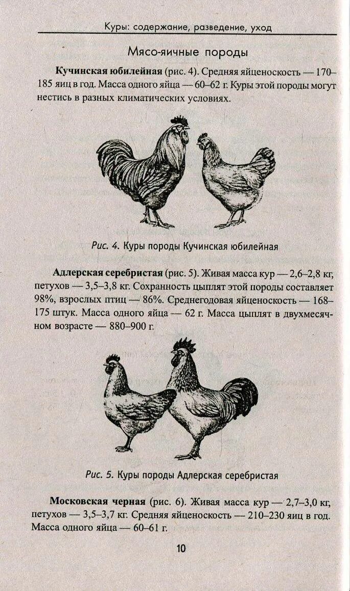 Адлерская порода кур описание характеристика. Куры мясо-яичных породы Адлеровская. Порода Кучинская курица Несушка. Куры Адлеровские серебристые характеристики. Адлерская серебристая порода кур несушек.