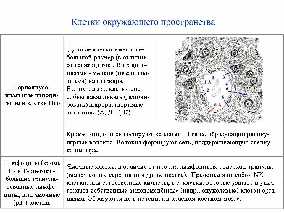 Клетки печени мыши. Клетка окружена. Клетчатое пространство.