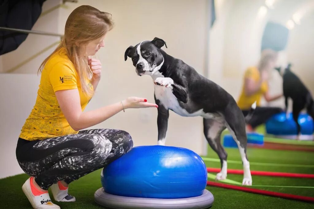 Овчарка окд. Дрессура собак. Окд зкс немецкой овчарки. Дрессировщик собак. Доберман зкс.