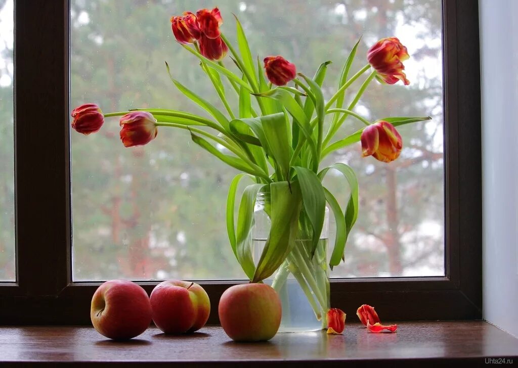 цветы на окне. тюльпаны на подоконнике. букет цветов на подоконнике. цветы на подоконнике. тюльпаны на окне.