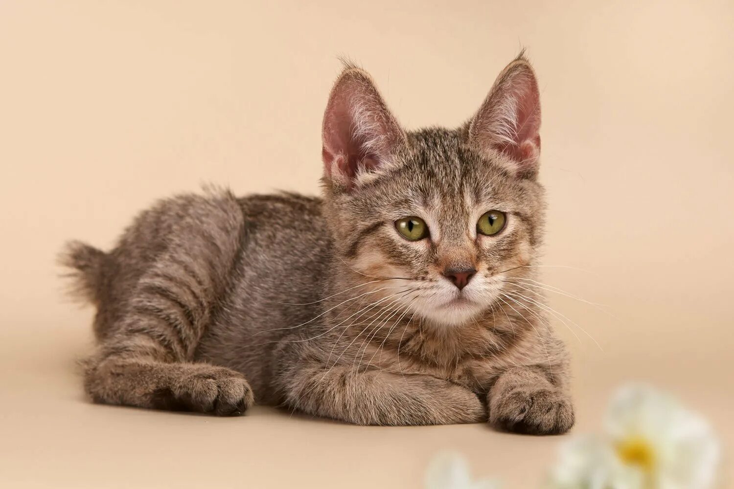 Пикси боб кот. Пиксибоб метисы. Коты пиксибоб. Пиксибоб котята. Котята пиксибоб.