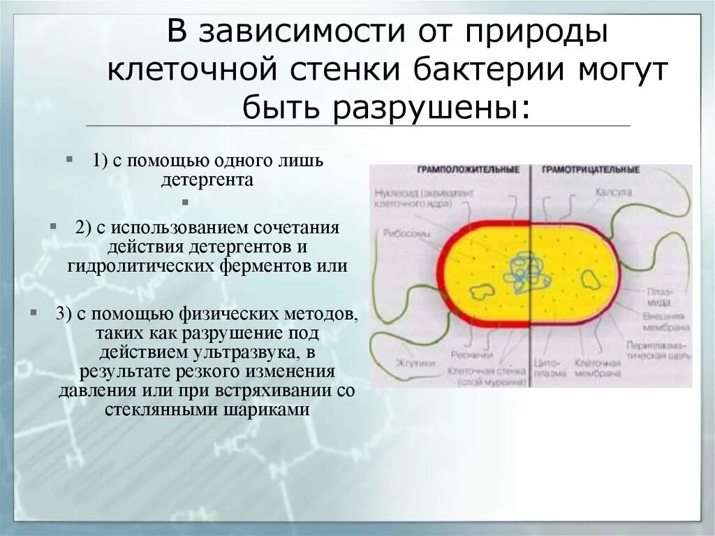 Вещества разрушающие клетку. Фермент разрушающий клеточную стенку бактерий. Разрушение бактериальной клетки. Разрушение клеточной стенки бактерий. Клеточни стенки бактерия.