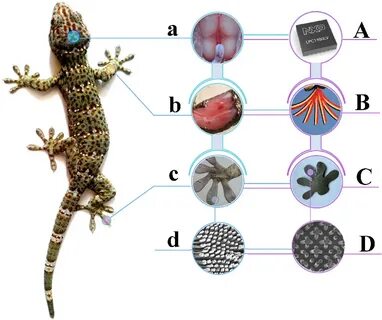 Gecko version