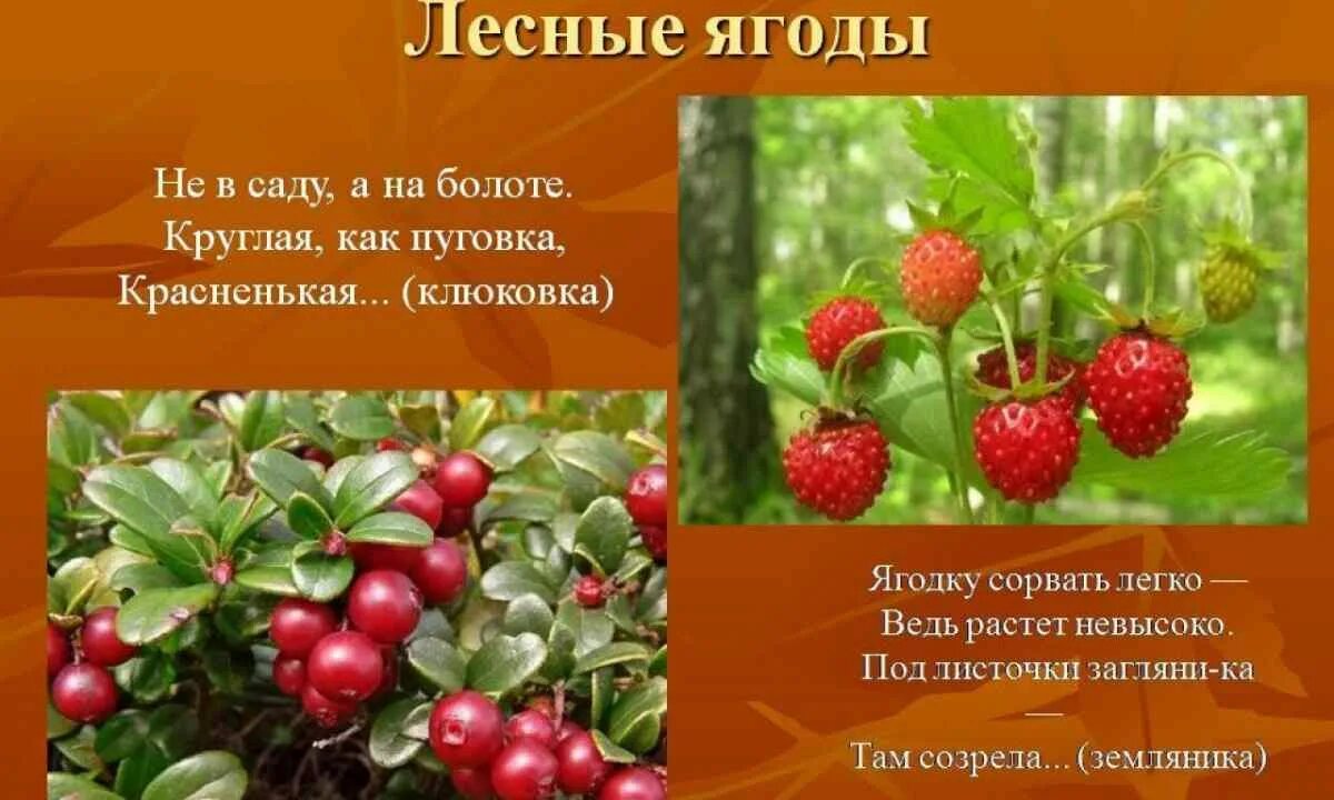 Лесные ягоды свойства. Клубника лесная полезные. Oceano лесные ягоды. Лесные ягоды для детей. Лесные ягоды свойства.