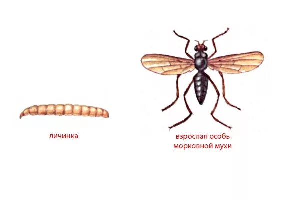 Личинка похожа на взрослую особь. Взрослая особь насекомого. Личинки и взрослые особи насекомых. Лиссинка похожа на взрослое насекомое.