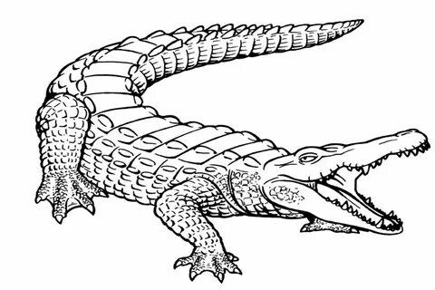 Free Printable Alligator Coloring Pages