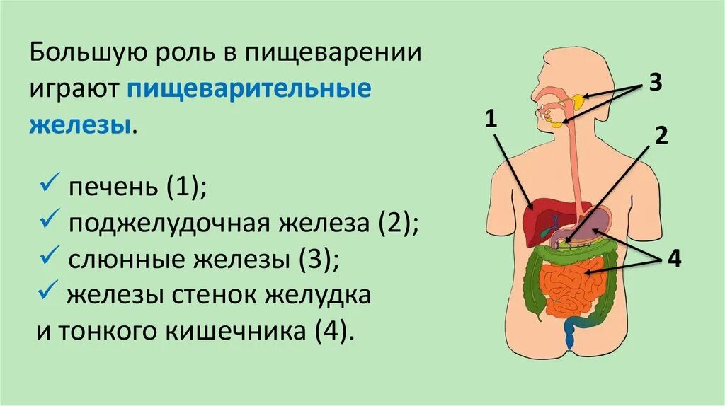 Роль печени и поджелудочной железы. Органы пищеварения человека. Железы органов пищеварения. Строение пищеварительной системы человека. Роль пищеварительных желез в пищеварении.